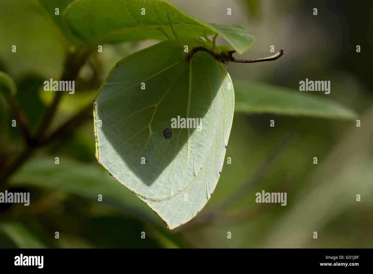 Sp. Gonepteryx cleopatra butterfly se cachant des yeux de prédateurs par pendaison à l'ombre d'un vert feuille. L'île de Lemnos, en Grèce. Banque D'Images