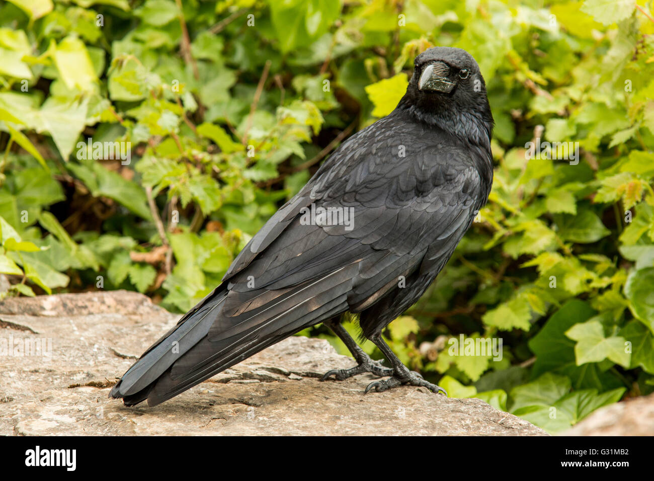 Grand corbeau Corvus corax Bird Banque D'Images