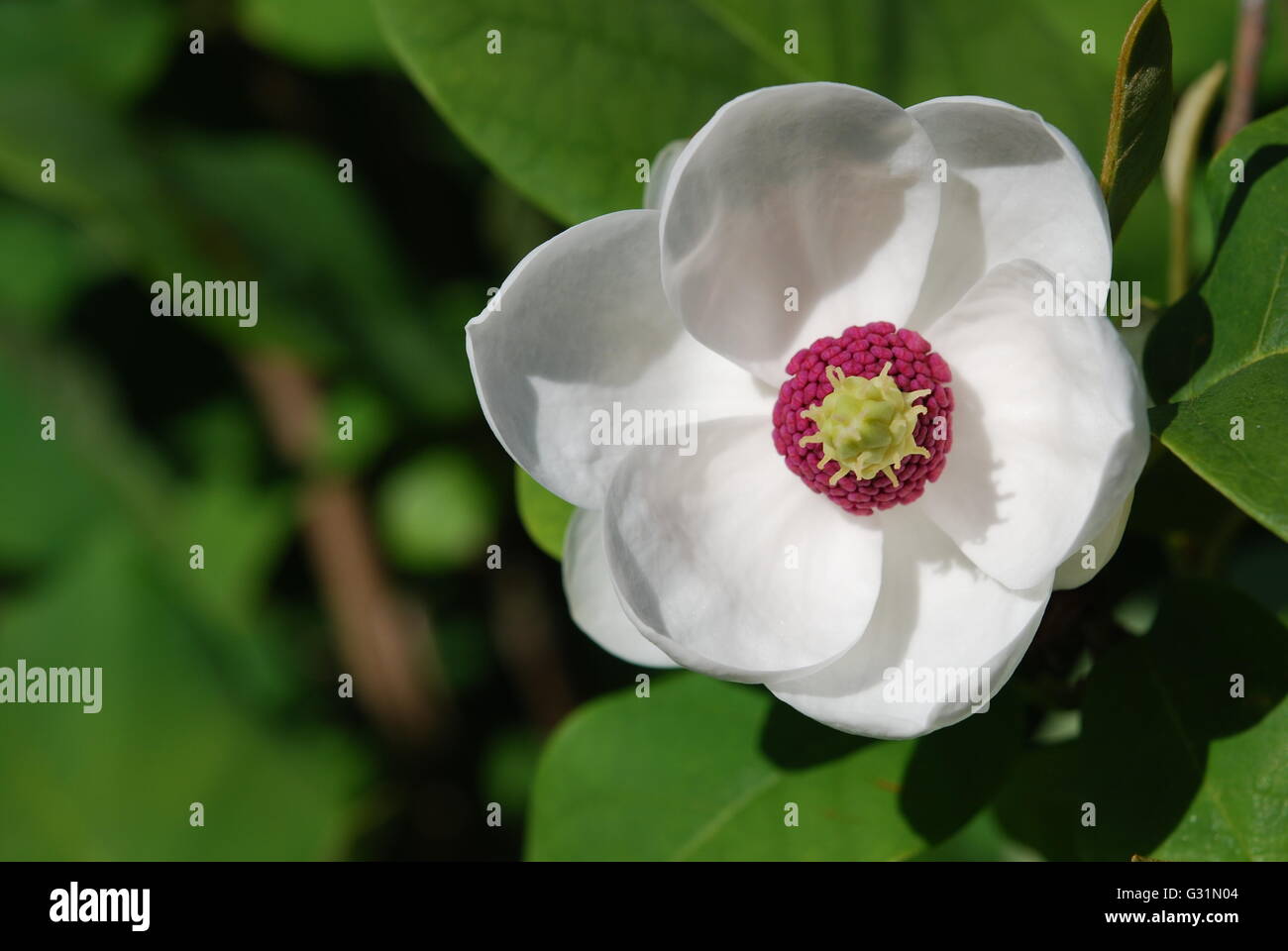 Magnolia fleurs en macro Banque D'Images