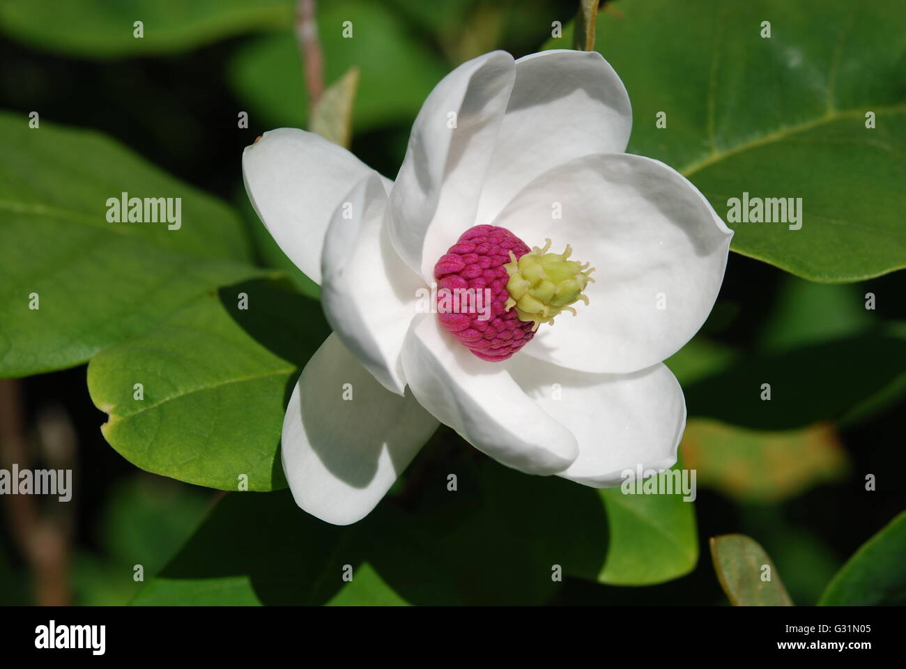 Fleur de Magnolia en vue rapprochée Banque D'Images