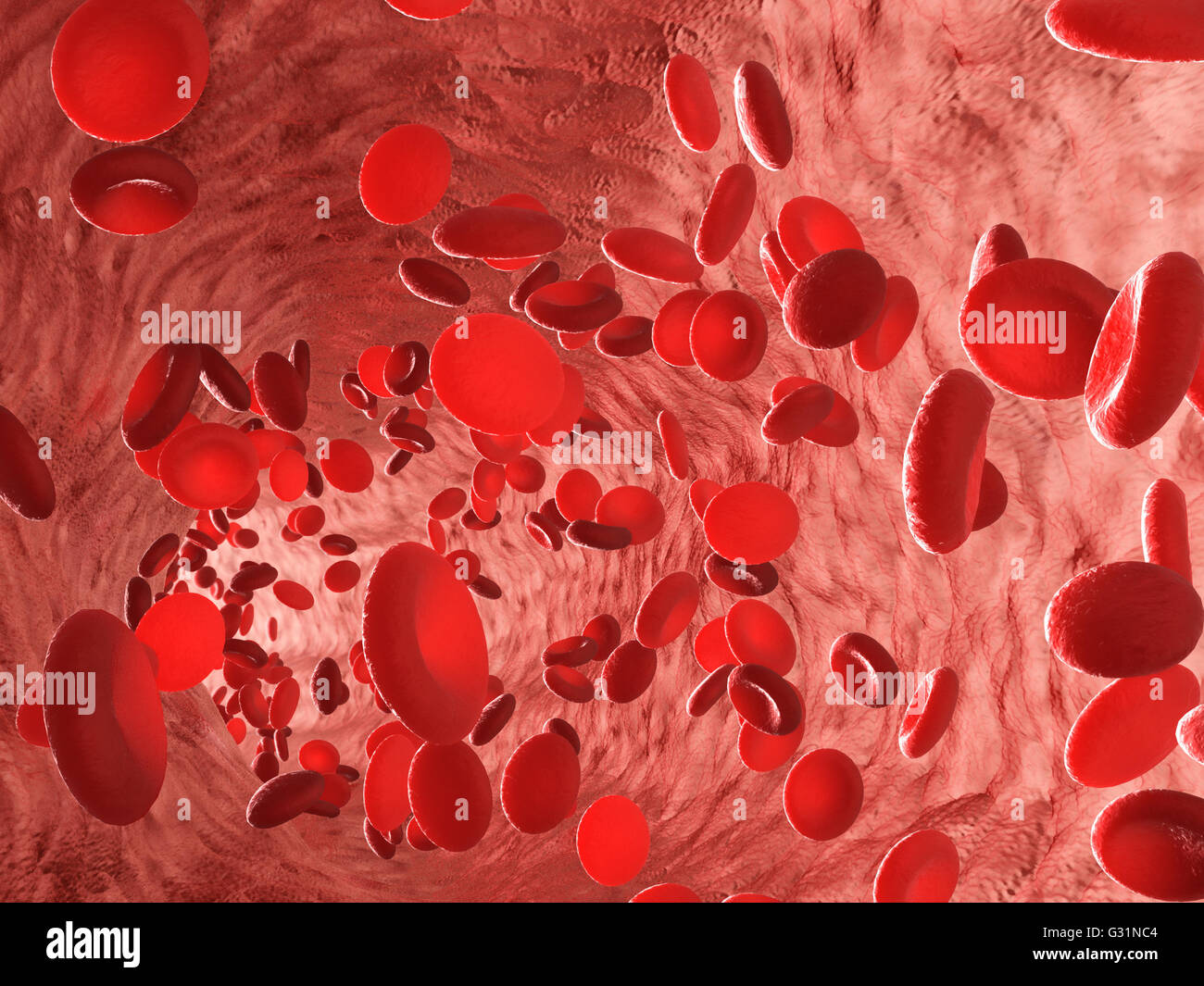 Les érythrocytes globules rouges dans l'intérieur des artères ou des vaisseaux sanguins capillaires. Montrant des cellules endothéliales et le débit sanguin ou stre Banque D'Images