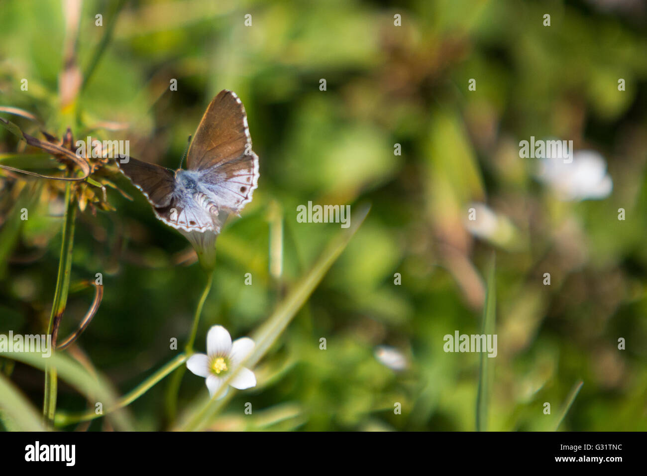 Asunción, Paraguay. 5th juin 2016. Lantana Scrub-hairstreak (Strymon bazochii), également connu comme papillon de lantana plus petit, nourrit le nectar de la fleur de l'ostrére de bois (genre Oxalis) pendant la journée ensoleillée à Asunción, Paraguay. Credit: Andre M. Chang/Alamy Live News Banque D'Images