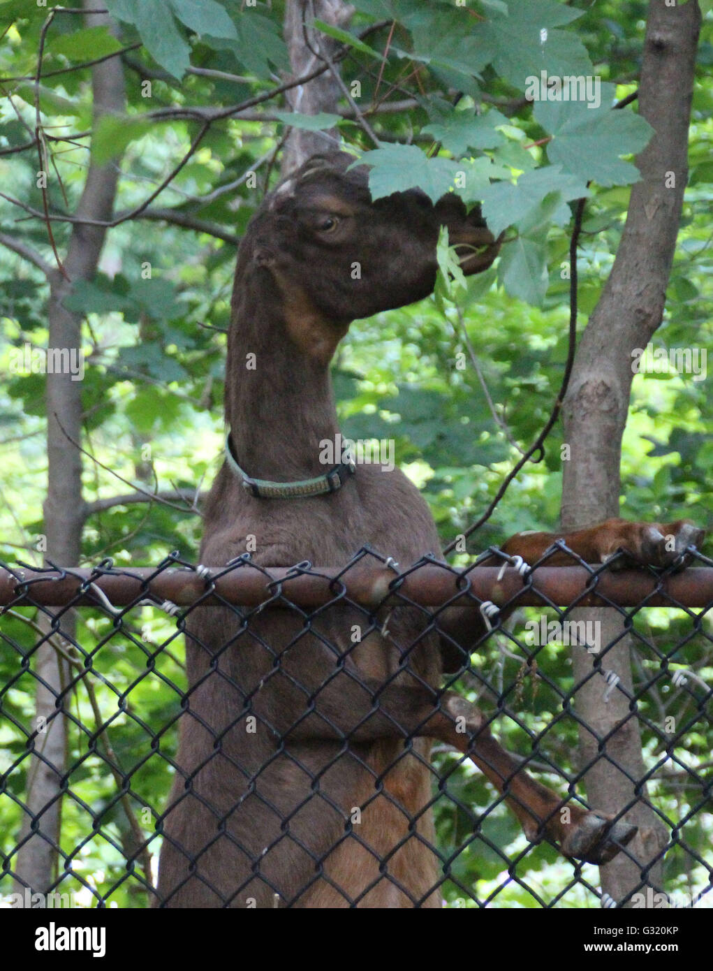 Brooklyn, New York, USA. 19 mai, 2016. Une chèvre grignote une succursale dans un parc dans le quartier de Brooklyn, New York, USA, 19 mai 2016. Une horde de chèvres est censé manger les plantes mortes et, par cela, contribuer à embellir la végétation du parc. Photo : Christina Horsten/dpa/Alamy Live News Banque D'Images