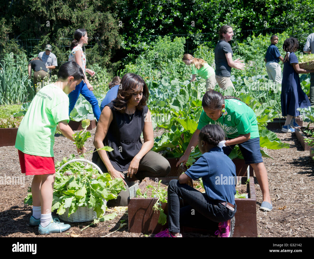 Washington DC, USA. 06 Juin, 2016. La Première Dame Michelle Obama récolte des légumes du jardin de la Maison Blanche qui sera utilisé dans la Maison blanche tout en suppléments sont donnés à des banques alimentaires locales. Credit : Patsy Lynch/Alamy Live News Banque D'Images