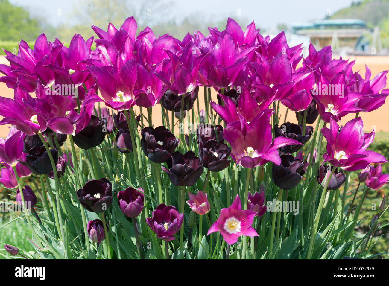 Tulipes 'Purple Dream' et 'Paul Scherer' Banque D'Images