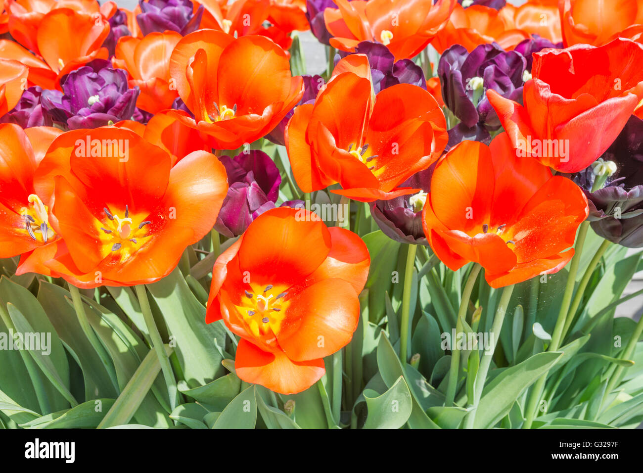 Tulipes 'Walsrode' (orange) et 'Paul Scherer' Banque D'Images