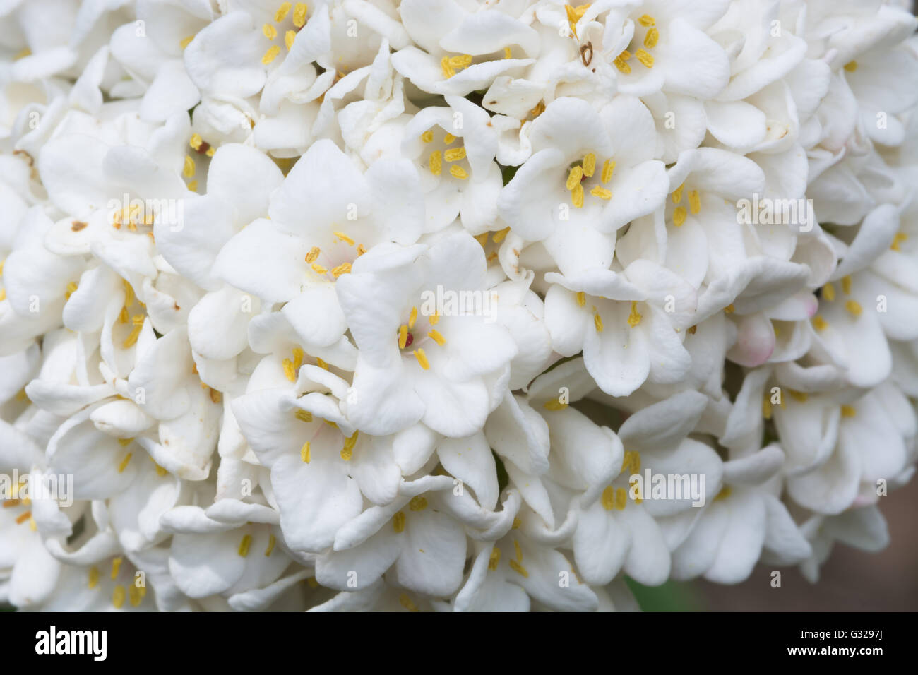 Viburnum carlesii Banque D'Images