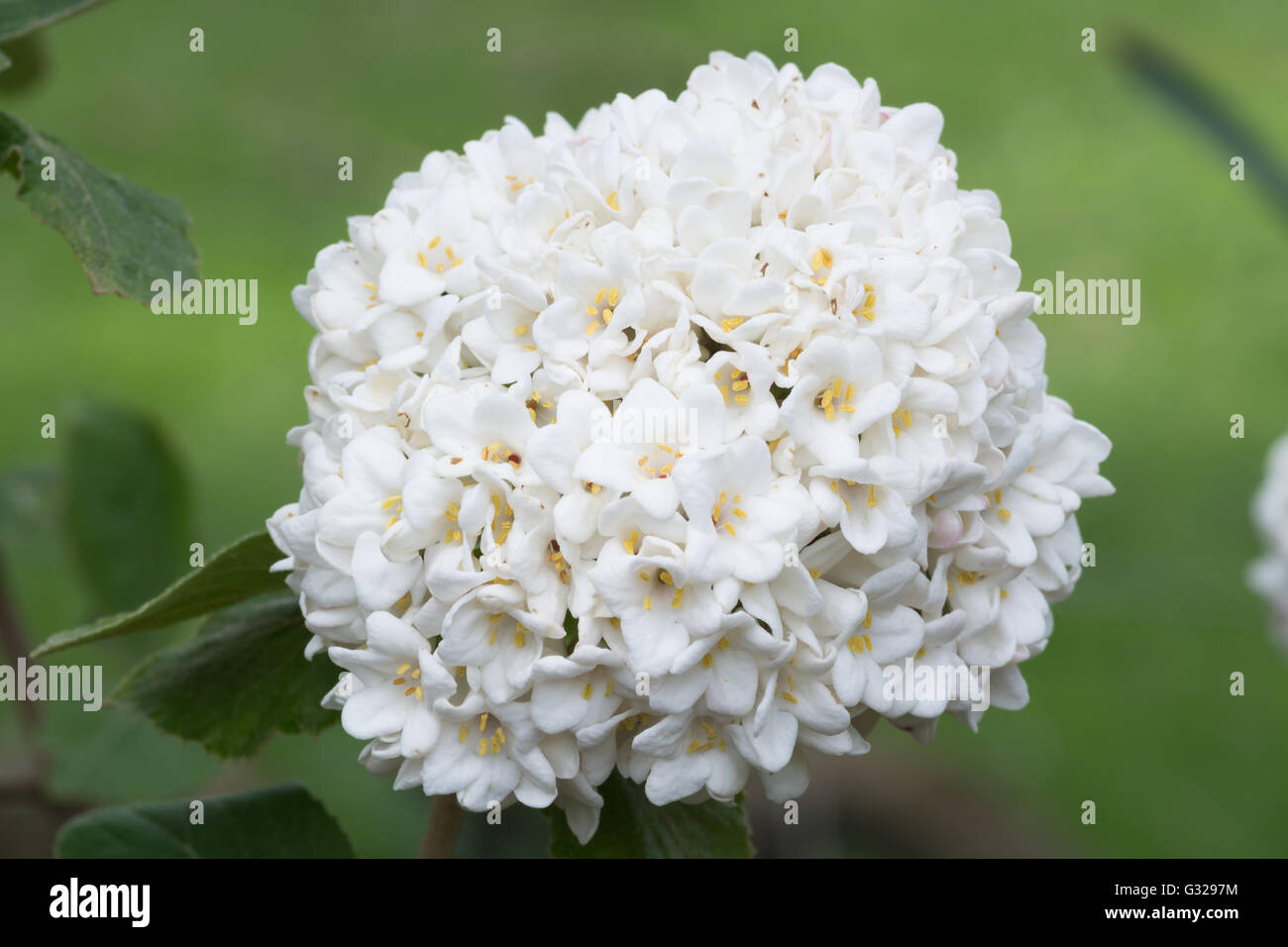 Viburnum carlesii Banque D'Images