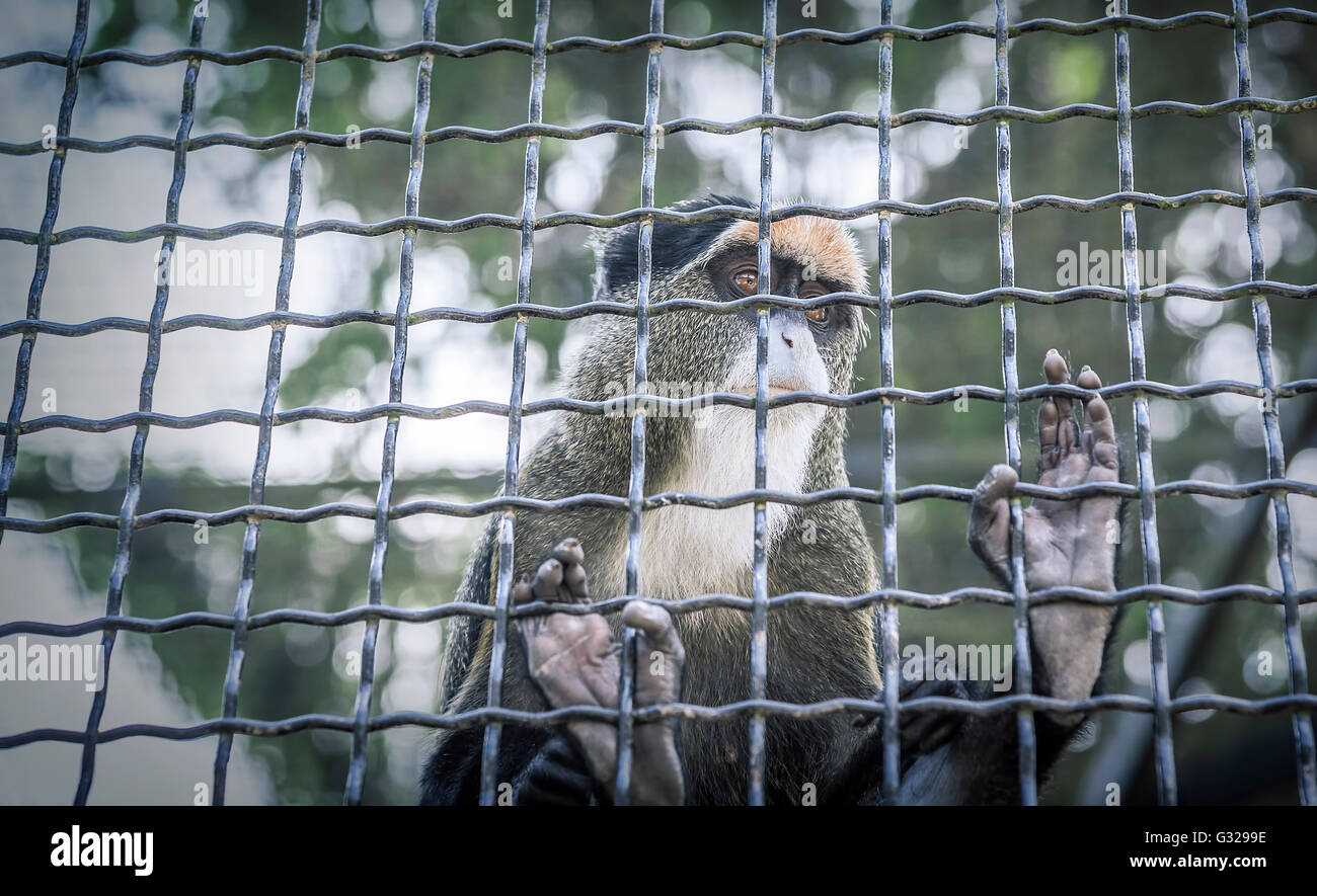 Singe dans une cage regarde tristement dans la distance. Banque D'Images