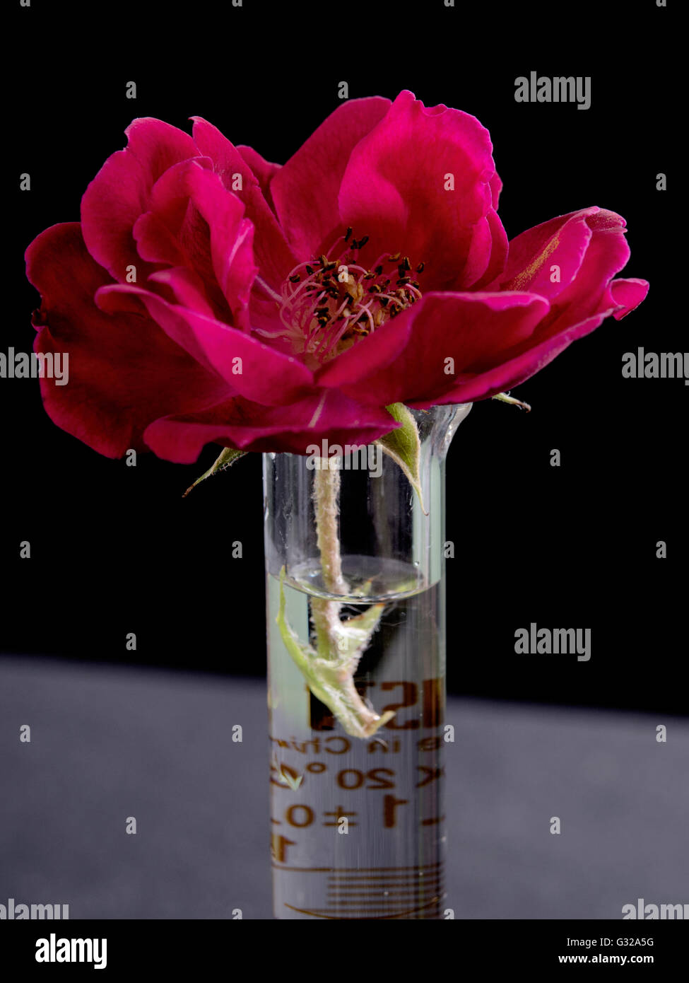 Rose rouge en tube à essai close up Banque D'Images