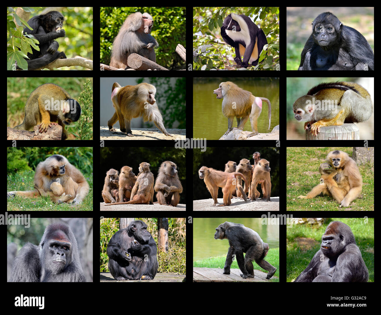 Mosaïque 16 photos de monkey Banque D'Images