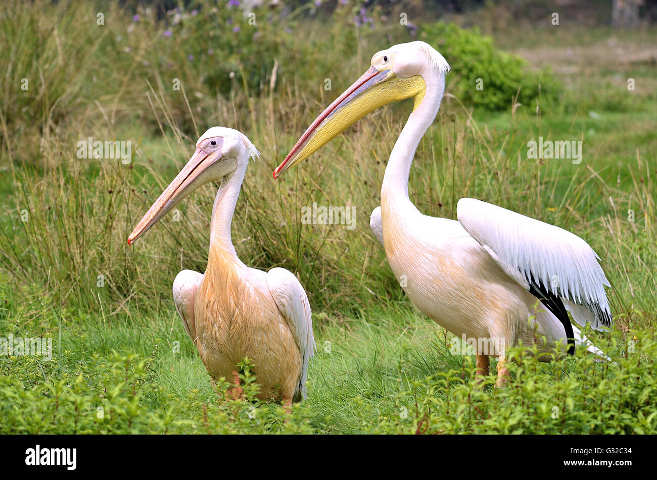 Couple de pélicans blancs (Pelecanus onocrotalus) Comité permanent sur l'herbe Banque D'Images