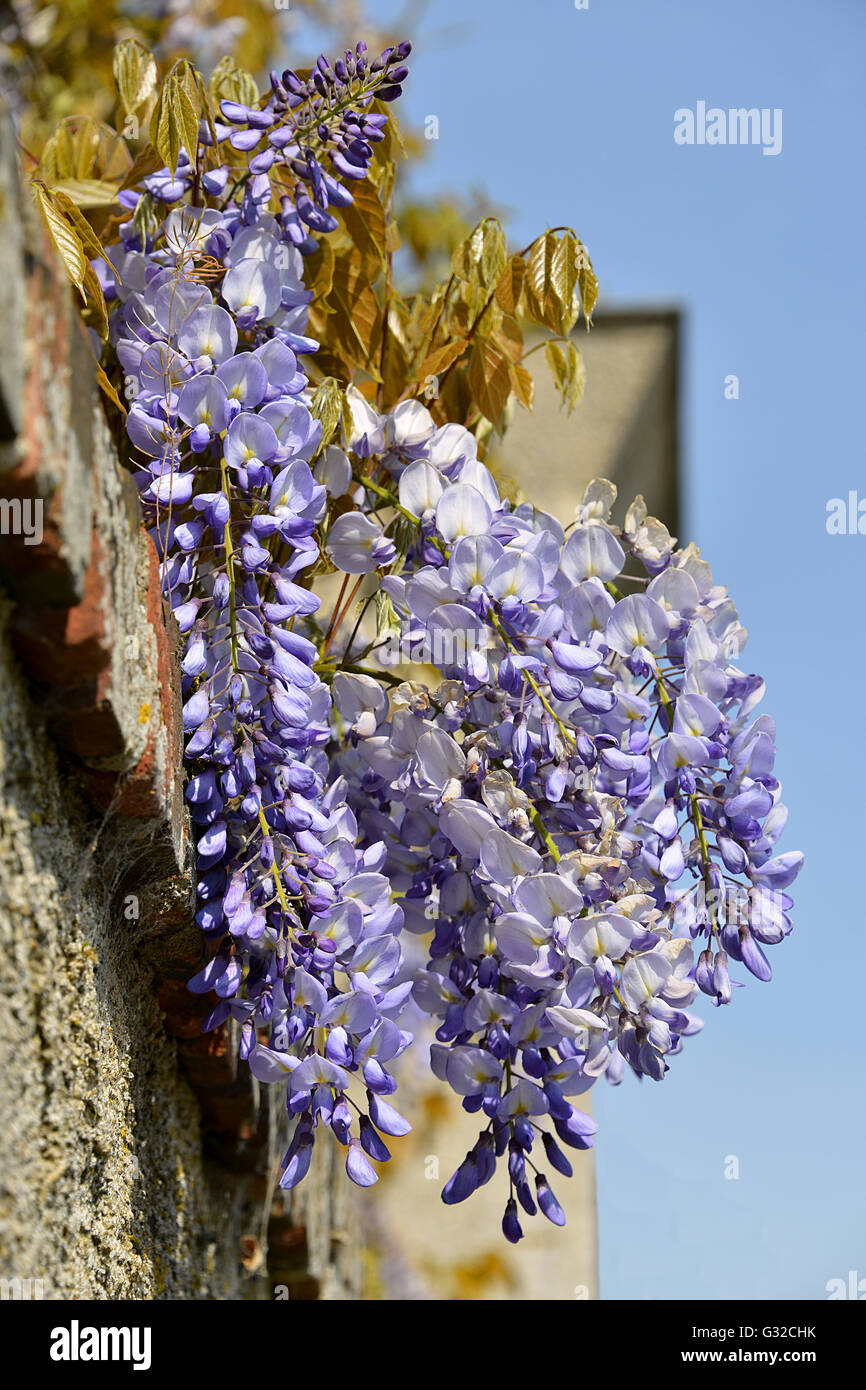 Gros plan de fleurs Wisteria sinensis bleu sur fond de ciel bleu Banque D'Images