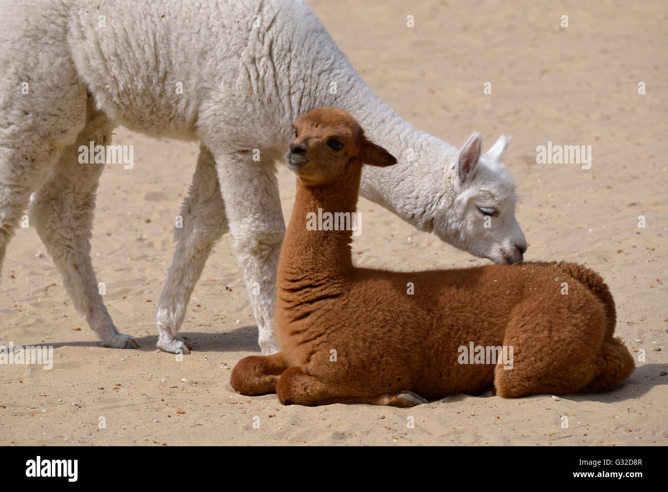 Deux jeunes alpagas, (Vicugna pacos) L'un blanc et l'autre sur le sable, brun Banque D'Images