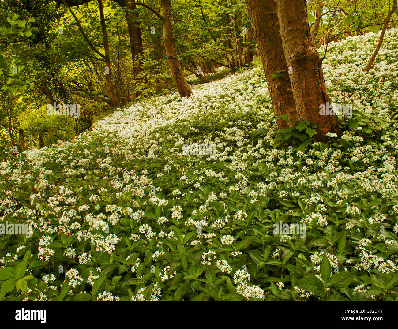 Fleurs sauvages au printemps les bois. Banque D'Images