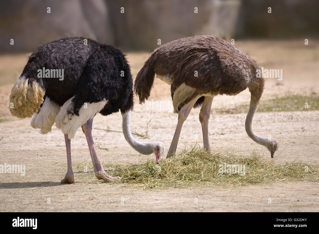 Couple d'Autruches (Struthio camelus) manger Banque D'Images