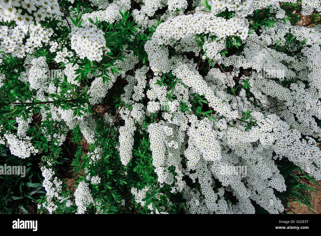 La spirée (Spiraea alpine) fleur de printemps, floraison blanche d'arbuste.  Bush, des petites fleurs blanches Photo Stock - Alamy