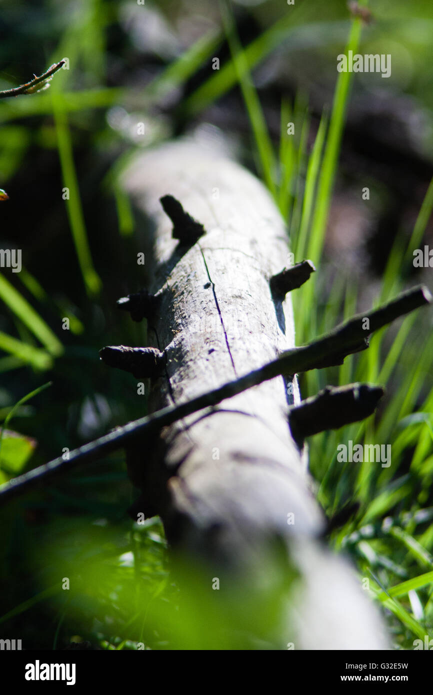 Branche sur l'étage d'une forêt située dans le Sud Est de l'Irlande Banque D'Images