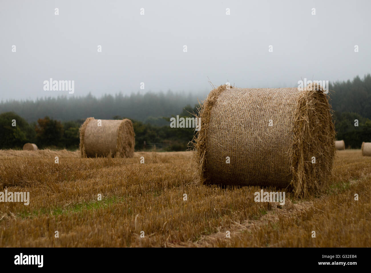 Balle de paille rond en champ de chaumes, Co Wexford, Irlande Banque D'Images