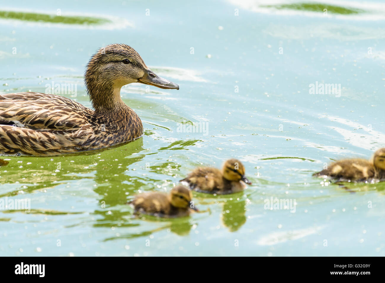 Cane avec de petits canetons sur l'eau Banque D'Images