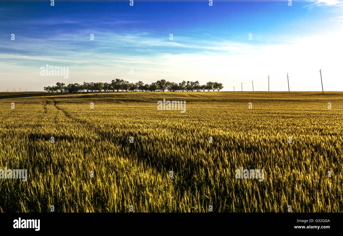 Paysage rural.Espagne.L'herbe verte et des arbres Banque D'Images