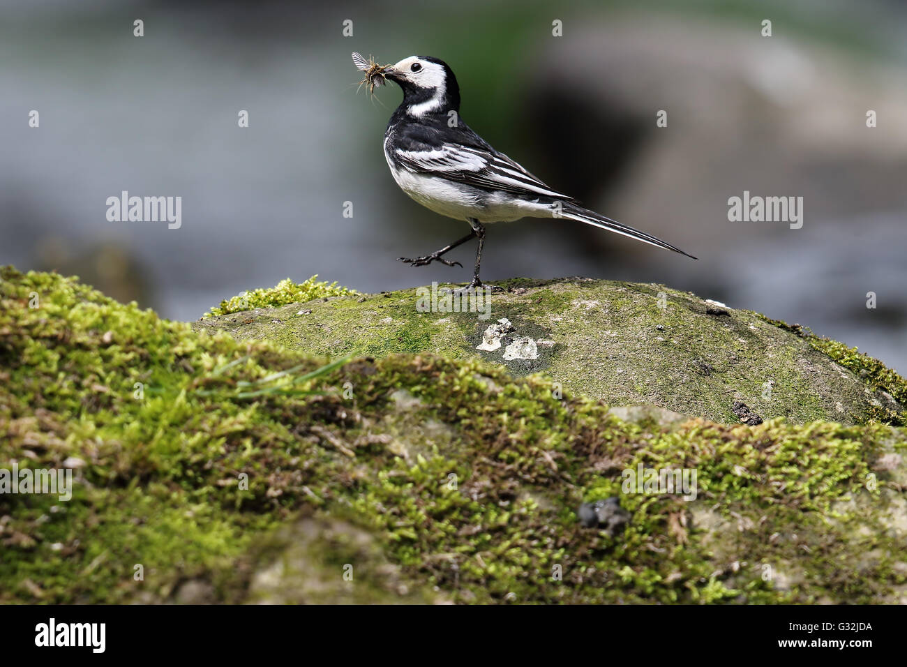 (Motacilla alba Bergeronnette pie) se tenait sur un rocher près de la rivière. Bec plein de mouches. Pris dans Angus (Écosse). Banque D'Images