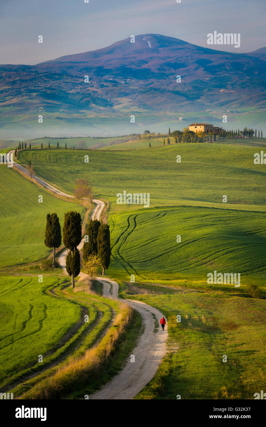 Cyprès et route vers villa près de Pienza, Toscane, Italie Banque D'Images