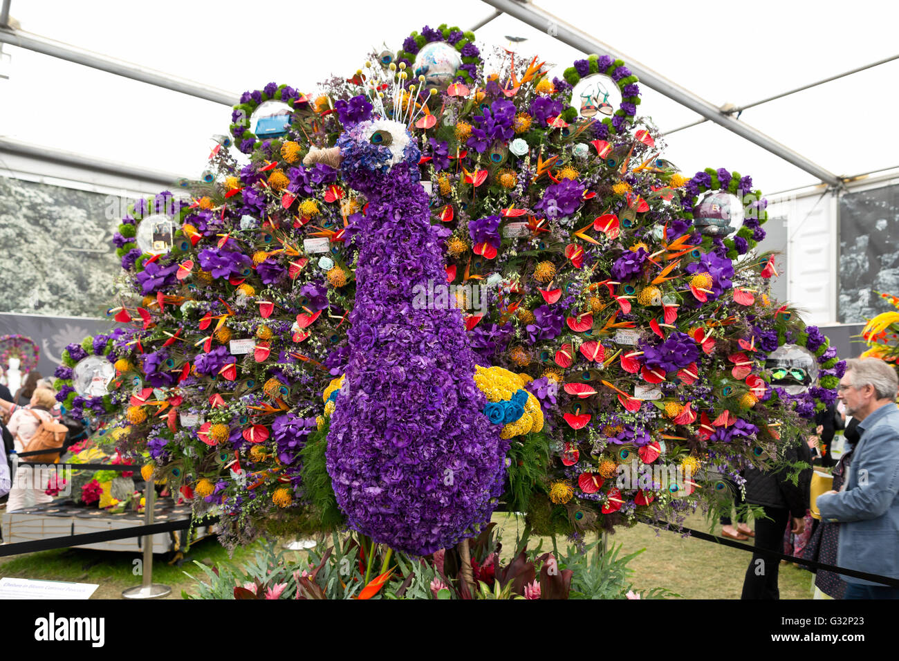 RHS Chelsea Flower Show 2016 Pavillon grand paon de fleurs Banque D'Images