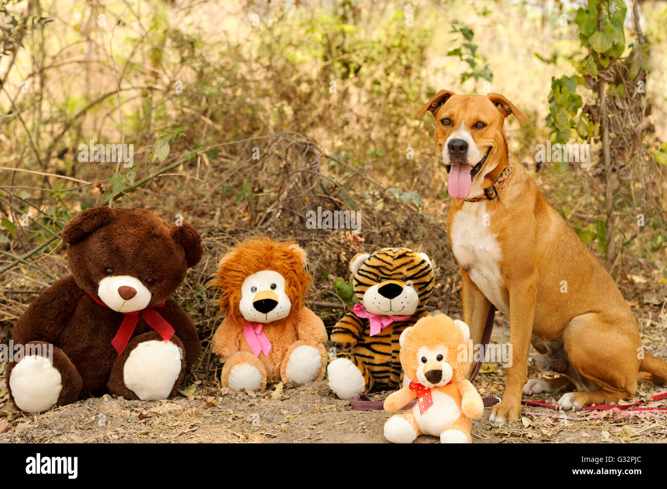 Jouets pour chiens un très gros chien heureux d'être à l'extérieur entouré de jouets. Banque D'Images