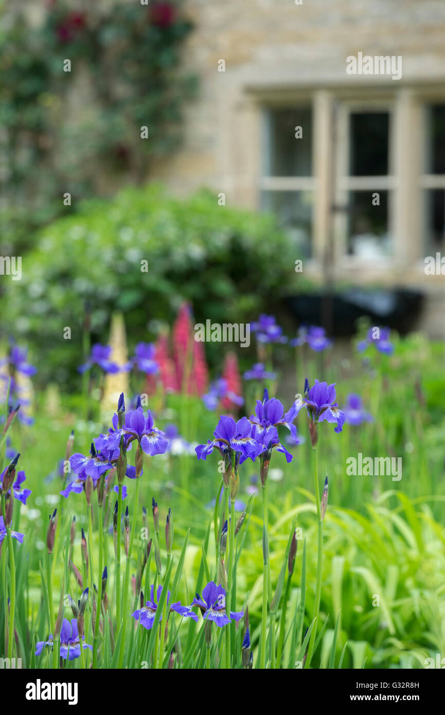 Iris sibirica fleurs dans un chalet. La région de l'abattage, Cotswolds, Gloucestershire, Angleterre Banque D'Images
