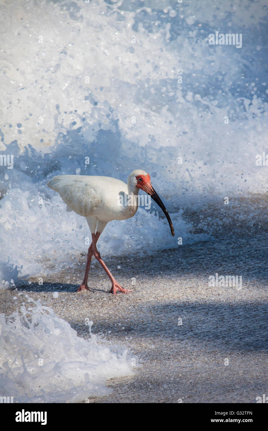 Ibis blanc américain Banque D'Images
