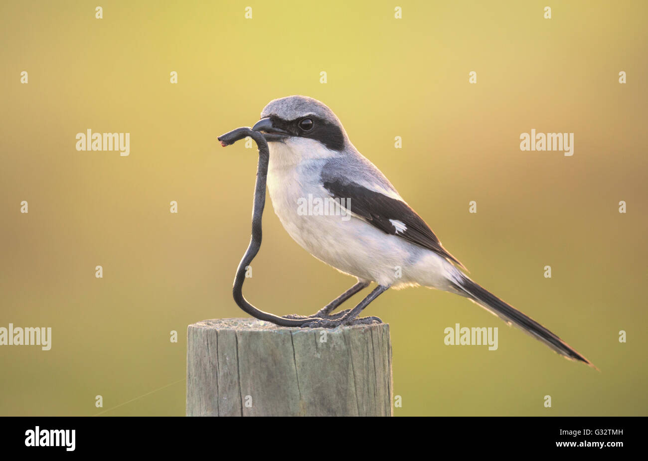 Oiseau de merlu à tête plate (Lanius ludovicianus) avec serpent à col annulaire décapité (diadophis punctatus) à bec, Floride, États-Unis Banque D'Images