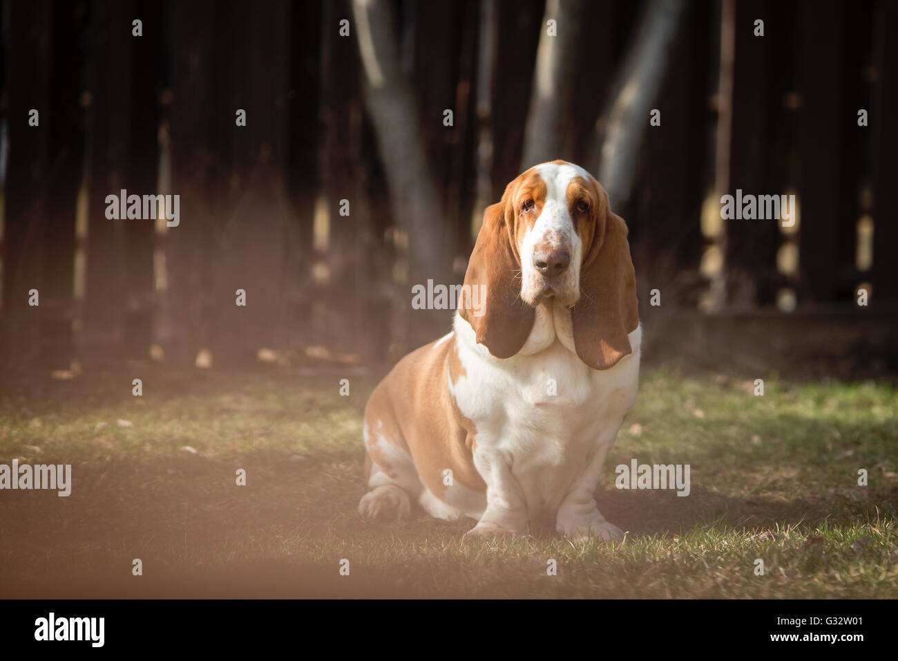 Portrait d'un basset hound dog in garden Banque D'Images