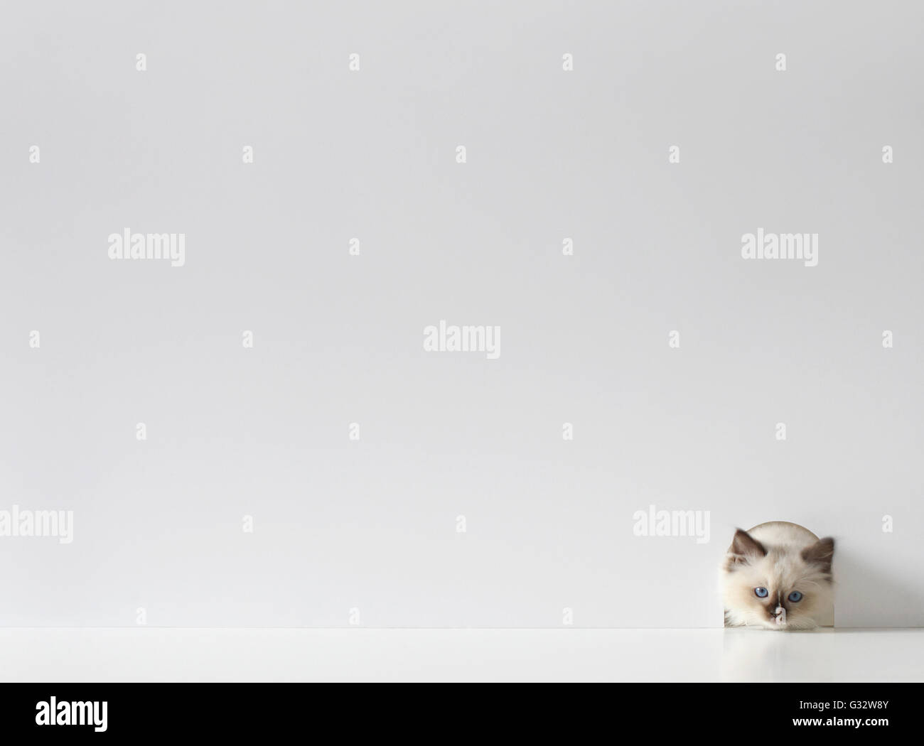 Chaton Ragdoll cat peeking through un trou de souris Banque D'Images
