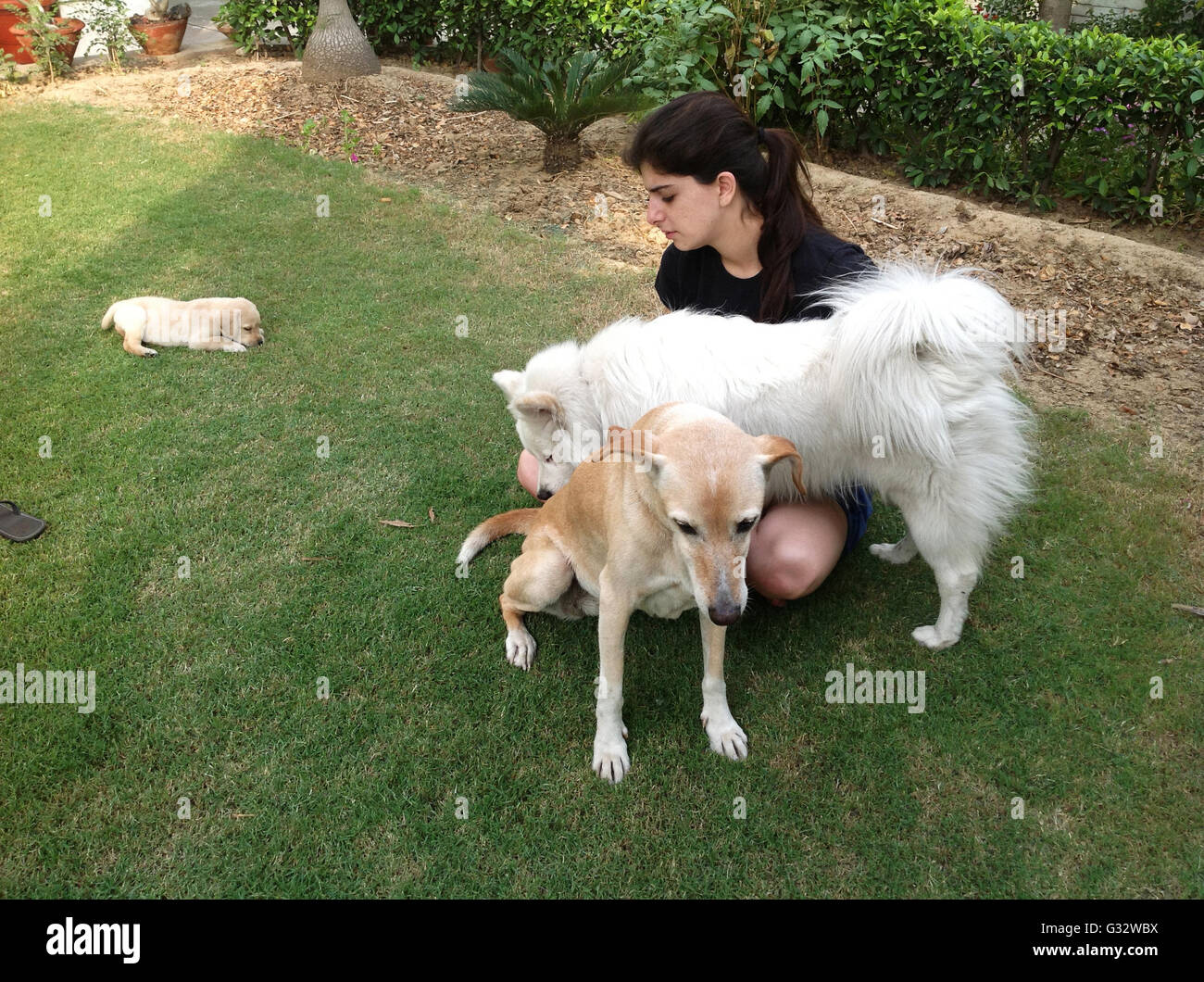 Femme assise dans un jardin avec deux chiens et un chiot Banque D'Images