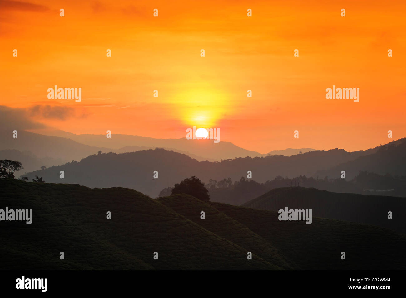 Silhouette de plantations de thé et la montagne au lever du soleil, Cameron Highlands, Malaisie Banque D'Images