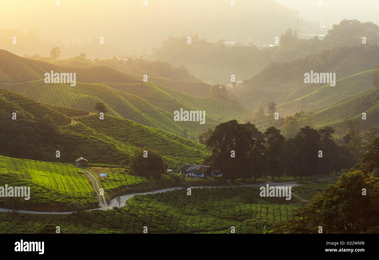 Les plantations de thé, Cameron Highlands, Malaisie Banque D'Images