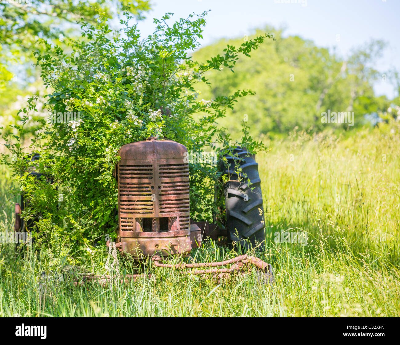 Tracteur agricole rouillé vieux assis dans un champ envahi dans l'été Banque D'Images