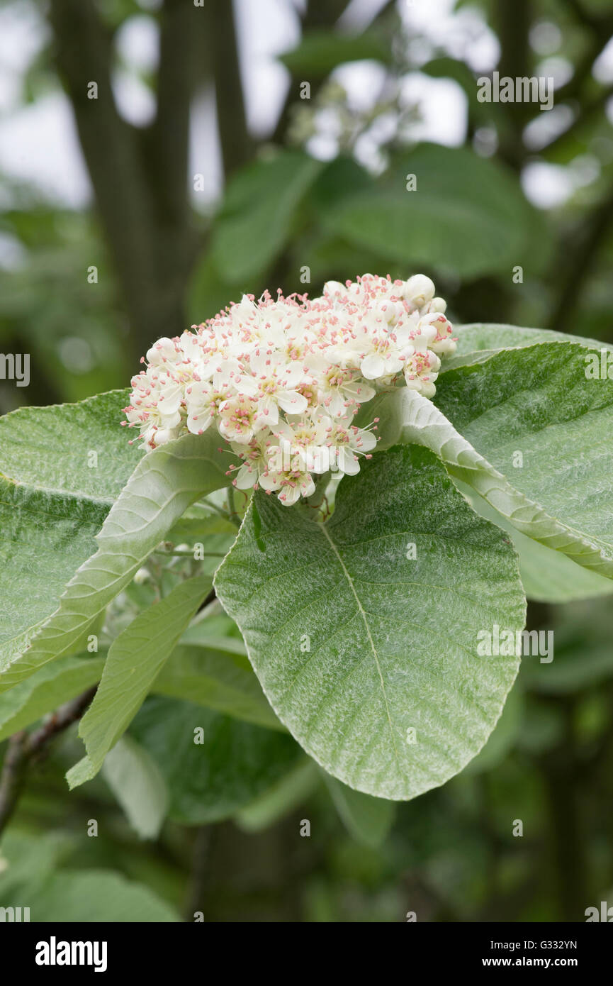 Sorbus thibetica John Mitchell. Quercus palustris Tibétain 'John Mitchell' en fleur au printemps. UK Banque D'Images