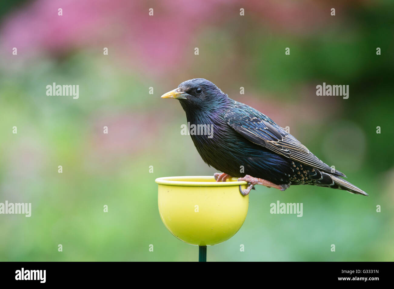 Sturnus vulgaris. Starling se nourrissent d'une mangeoire pour oiseaux tasses couleur Banque D'Images