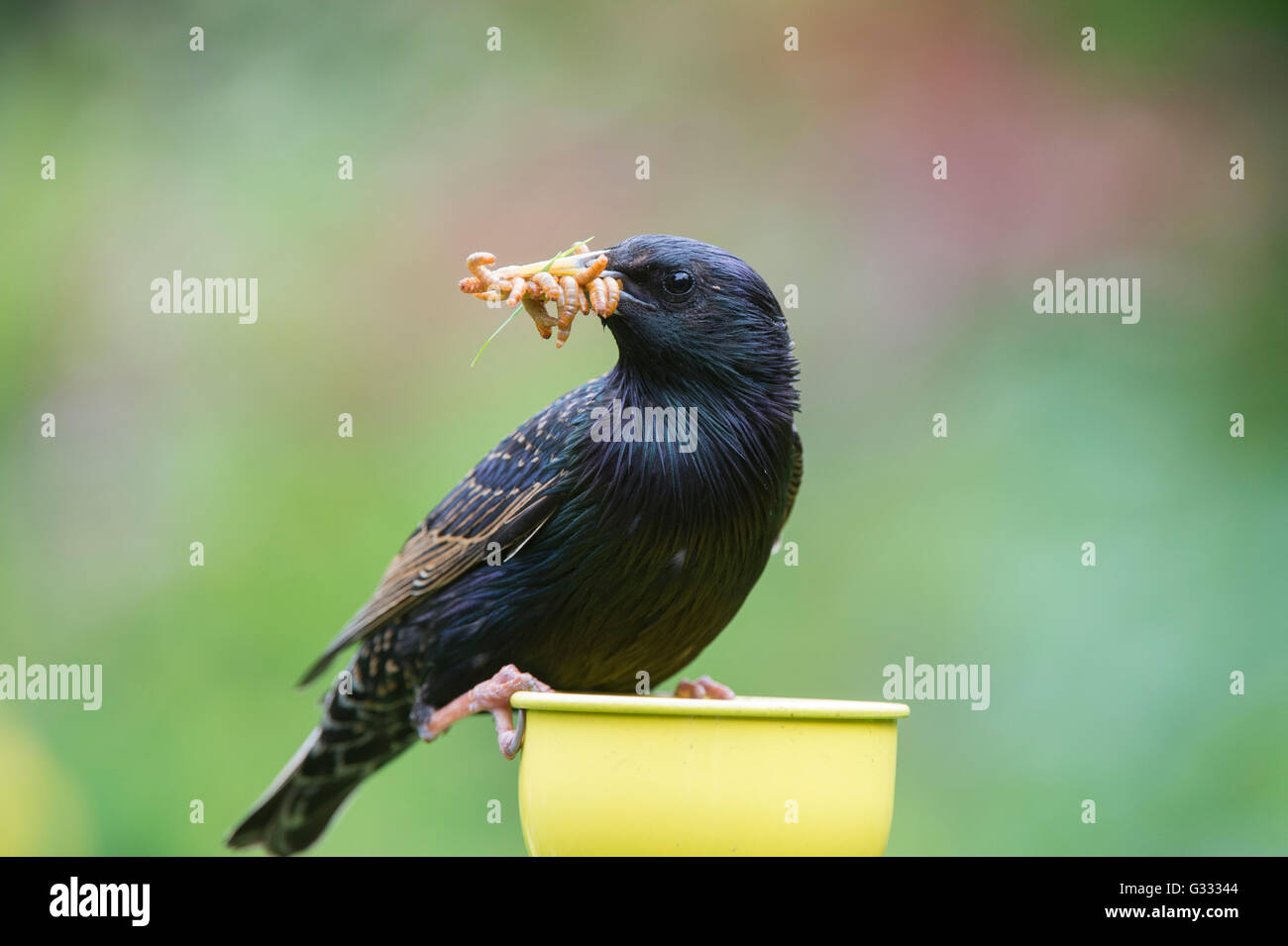 Sturnus vulgaris. Starling se nourrit de vers de farine à partir d'une couleur tasses mangeoire Banque D'Images