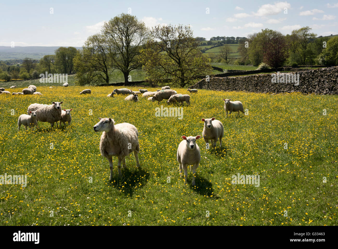 Agneaux et moutons paissant dans un pré des fleurs à Austwick, dans le Yorkshire Dales National Park, Royaume-Uni Banque D'Images