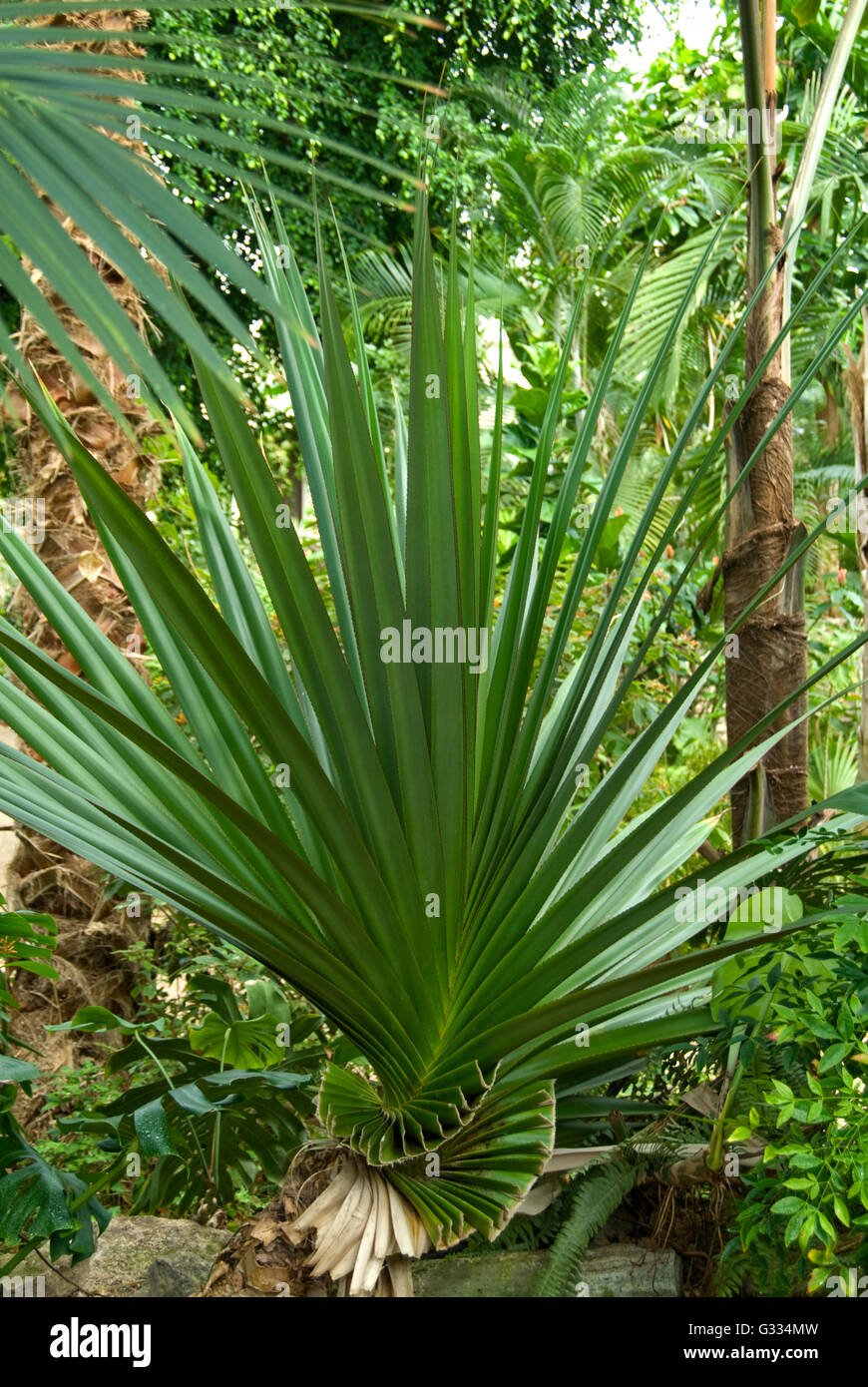 Pandanus utilis, pin, vis Banque D'Images