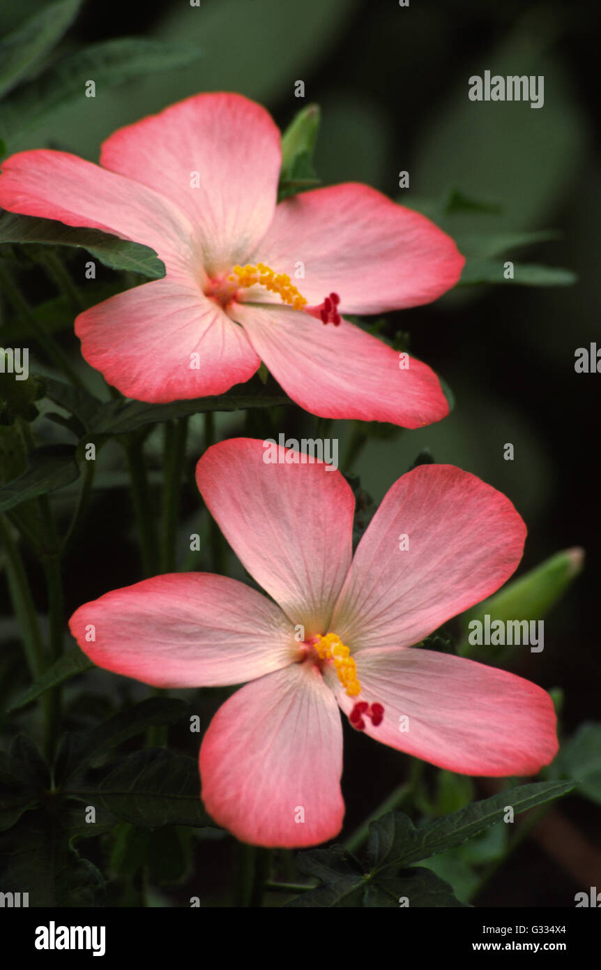 Abelmoschus moschatus, musk mallow Banque D'Images