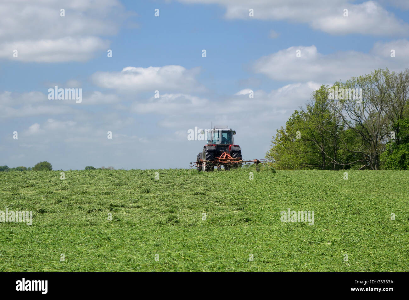 Prangendorf, l'Allemagne, l'agriculteur sur un tracteur dans l'herbe tondue Banque D'Images