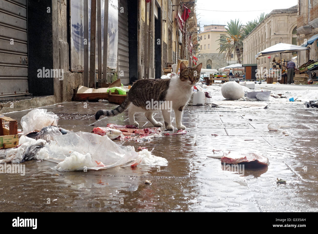 Syracuse, Italie, cat se dresse sur une rue jonchée Banque D'Images