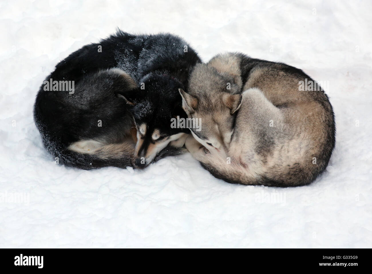 ?K skero, Finlande, Siberian Huskies dormir recroquevillé à côté de l'autre dans la neige Banque D'Images