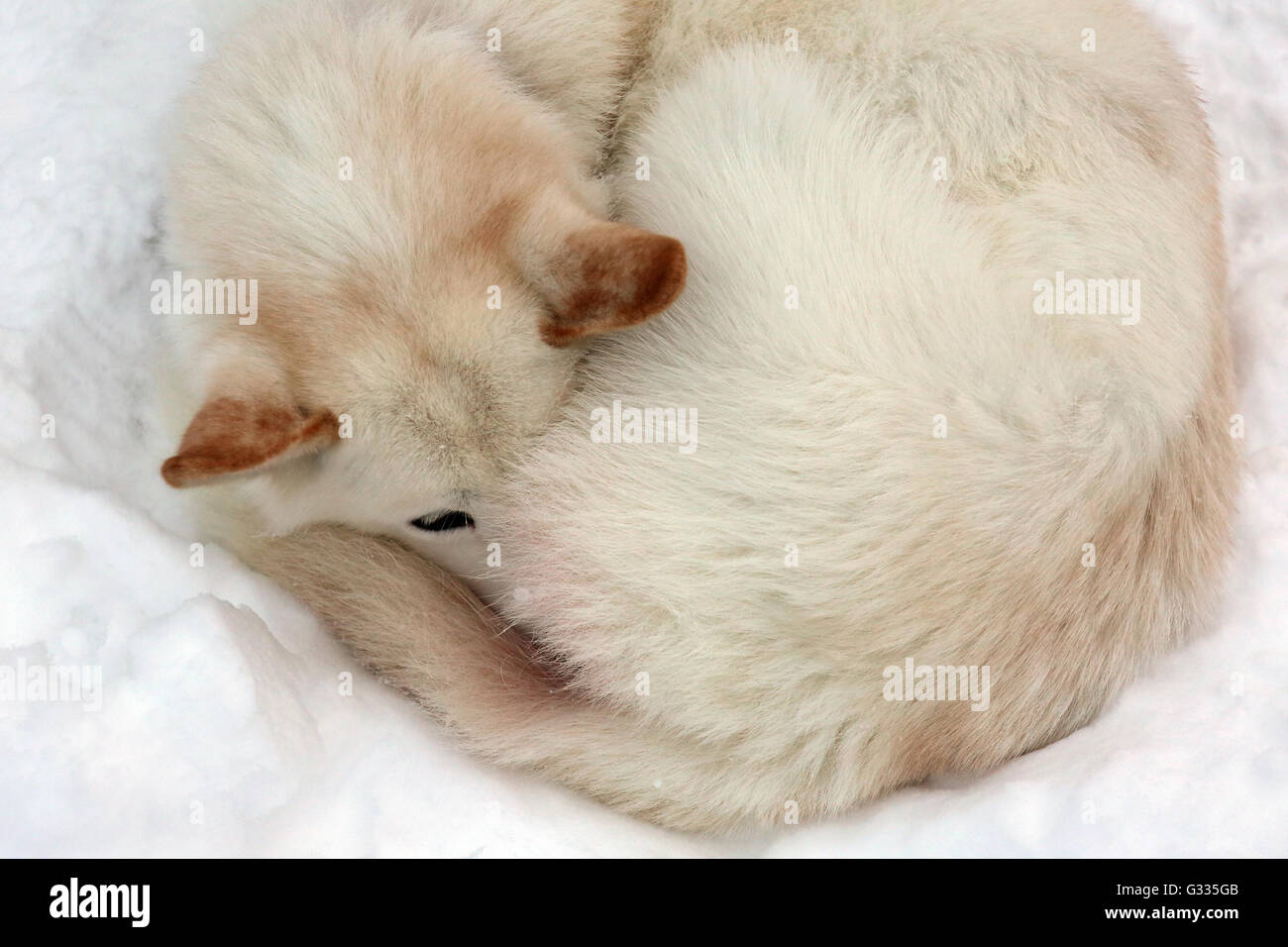 ?K skero, Finlande, Husky de Sibérie schlaeft roulée dans la neige Banque D'Images