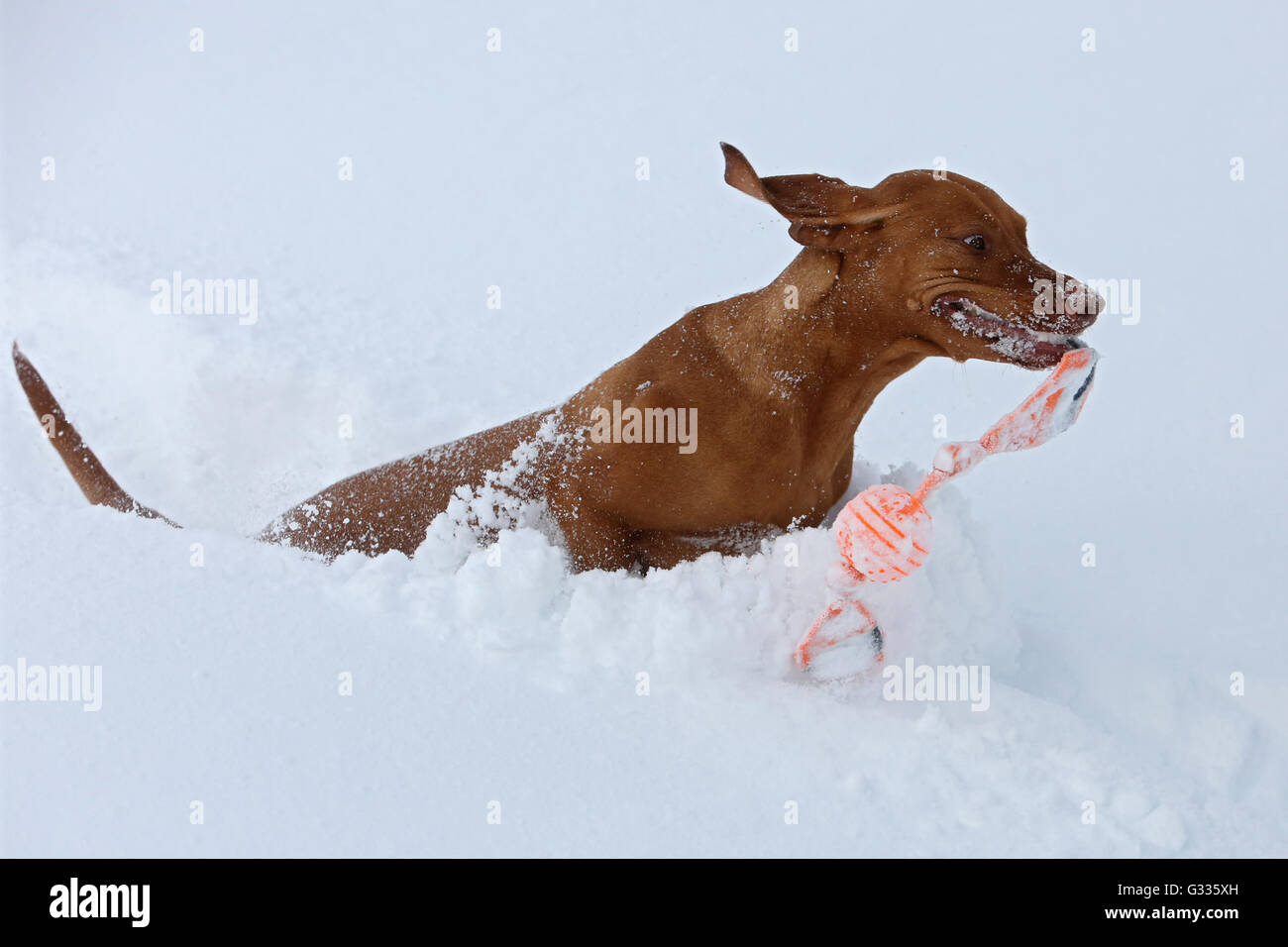 Krippenbrunn, Autriche, Magyar Vizsla devint jouent dans la neige Banque D'Images