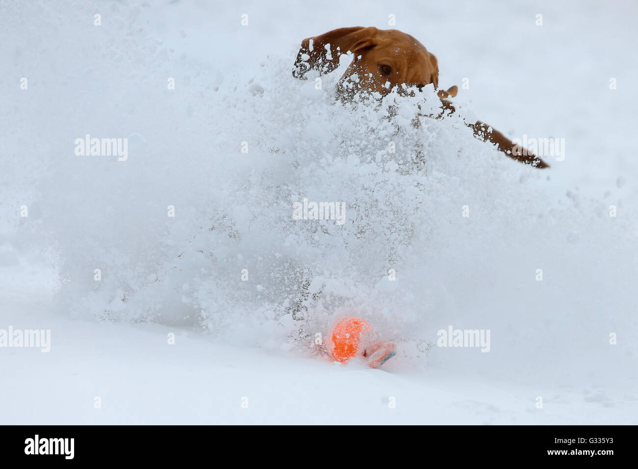 Krippenbrunn, Autriche, Magyar Vizsla devint jouent dans la neige Banque D'Images